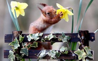 Где весна?   Только 2 картинки собственно про весну: последняя и вот эта: