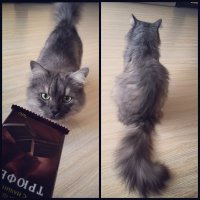 Хозяин позвал поздравить, но я говорил, что не люблю шоколад, обижусь на него.