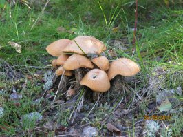 Странные грибы