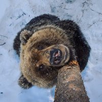 Флешку с фото нашли в медвежьем помёте