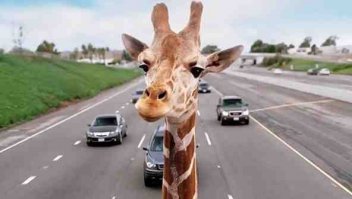 Прикольные картинки. Дневной выпуск