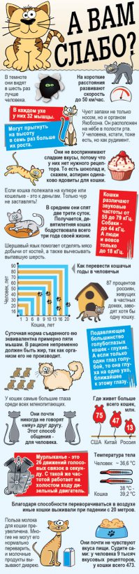 1 марта 2016 День кошек в России! 