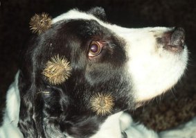 Хм, артишоки?