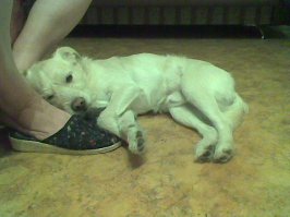 Просто пёс...Добрый и преданный.:)