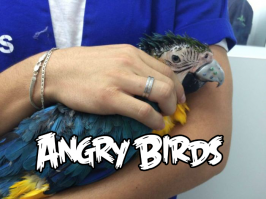 Попугаю по имени Гиги напечатали клюв из титана 