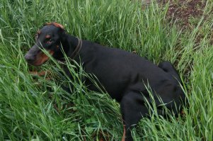 Мой самый золотой и единственный, это его последняя весна и последние дни на фото, тут уже ножки плохо слушаются, приходится часто отдыхать... уже оглох... но еще узнает всех, через неделю уже никого не узнавал, на руках его выносили на улицу, а он домой идти не хотел, стоял осликом, головку опустил и смотрел в никуда. Пришлось усыпить. Скольких лет жизни мне стоило это решение я не знаю. На моих руках умирал до последнего вздоха я его обнимал и рыдал, больше не хочу никогда доберманов. Стареющая, умирающая собака это невыносимо, особенно когда вместе с ней умирает целая эпоха, когда умирает часть твоей жизни. Это поймет только тот кто прошел через такое. Очень тяжело, 11 лет и 28 дней..