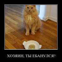 Рыбалка с котами