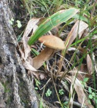 пссс, мужик, грибник ушёл?