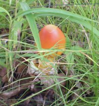 Постоянно собираем. растут рядом с боровиками обычно.И да, Приморье, практически везде.