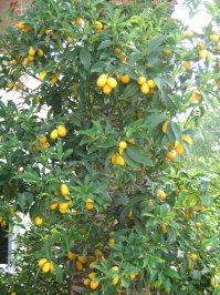  Как растет еда в естественной среде