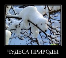 только-что увидел второго медведя, но к нам спиной.он под хвостом у первого