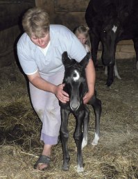 Вот от меня. Жеребятам 2 дня. И они - двойняшки