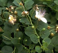 это не каперсы. каперсы- семество капустных. вот каперсы