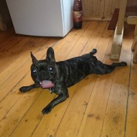 Моя француженка))) Не понимаю как можно так с таким преданным, веселым существом