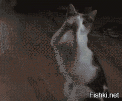 Из солянки от 02.03.2016