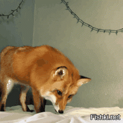 Вдогонку ещё одна хищница...