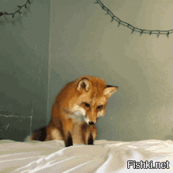 Вдогонку ещё одна хищница...