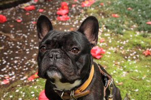 Как мой один в один,в телефоне фоток не нашел)) храпит как урод!!!сплю в соседней комнате т.к. женя спит с этим паровозом в обнимку и говорит,что не слышит я в ах...уе))) Трактор тише работает,а так классная собака!!!!