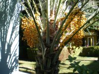 Бананы!

Финики

Вроде каперсы