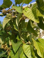 Бананы!

Финики

Вроде каперсы