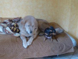 если грязная и мокрая собака то да пахнет,а так нет.