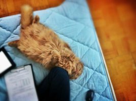  Крадущийся тигр, затаившийся дракон