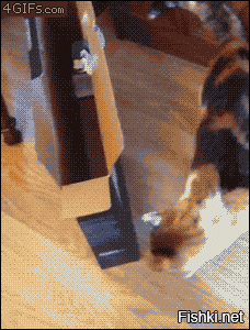 Пампасская кошка