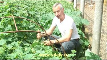  Как растет еда в естественной среде