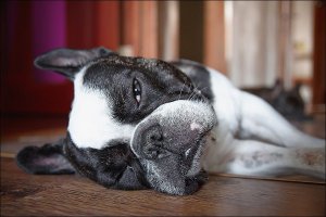 Радует, что есть такие люди, неравнодушные к чужой беде. И пусть это "всего лишь" собака, как некоторые могут сказать. А те нелюди, которые доводят животных до такого состояния, достойны такой же страшной участи. И если обычная беспородная собака, дворняга, еще как то может существовать на улице, то гладкошерстная собака, без подшерстка, в условиях нашего климата обречена на мучительную смерть из за переохлаждения и сопутствующих болезней. Я уже молчу про особенности этой породы, как то проблемы с дыханием из за брахицефалического синдрома, плохая терморегуляция, из за чего летом возможен перегрев, аллергичность. 
У самого два бульдога: одноку купил щенком, второго - взял отказника, полгода лечил. Преданнее и дружелюбнее собаку сложно найти.