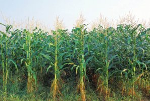 У бабушки в частном доме росла кукуруза. Высокая, метра два вырастает.