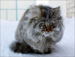 100 самых пушистых котов в мире