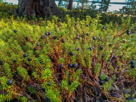 Как растет еда в естественной среде