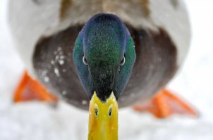 21 черно-белая фотография, вселяющая ужас