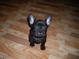 Моя любимая порода!
Моя "козявочка" :)