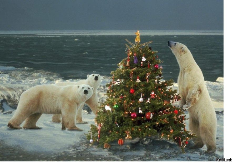 Из солянки от 03.03.2016