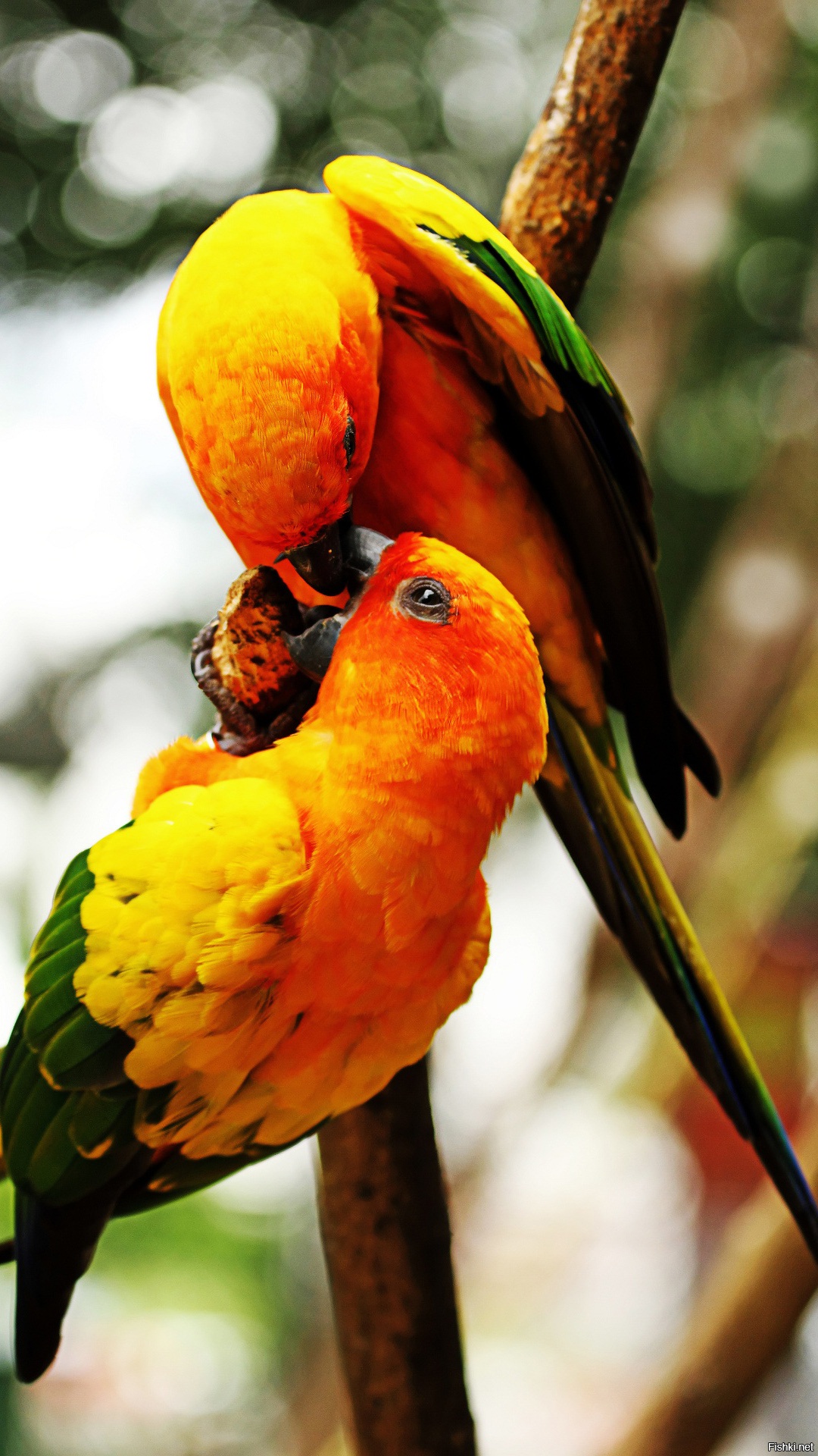 Аудитория фишек невероятно широка, есть и мобильная версия сайта, которую я просматриваю со смартфона. Поэтому делюсь стандартными скринсейверами своего Асуса, может кому-то будет интересно и поддержит меня.