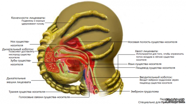 Чужой (Alien) был выпущен на экраны в 1979 году! До сих пор остается одним из самых качественных хорроров. Бюджет фильма составил $11 000 000, а сборы мирового проката в общей сложности составили почти $105 000 000.
Роль Рипли изначально предлагалась Веронике Картрайт

По сценарию между Рипли и Далласом должна была пройти постельная сцена, но ее решили не снимать.
«Сырой» вариант картины длился 192 минуты (итоговая версия намного короче — 117 минут).
Известнейший слух — никто из актеров, за исключением Джона Хёрта, не знал, что случится при «рождении» чужого — по большому счету, правдив. Актерам лишь в общих чертах, не вдаваясь в подробности, рассказали о том, что будет происходить в данной сцене: например, Вероника Картрайт никак не ожидала, что её обрызгают кровью.
Внутренности яиц чужих, которые рассматривает Кейн, содержали настоящие органические элементы. В их дизайне были использованы сердца и желудки коров. Хвост фэйсхаггера — овечьи кишки.
«Лицехват» и яйцо чужого были собраны из бараньих и коровьих внутренностей, моллюсков и костей рыб