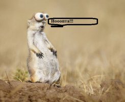 Подборка идиотских фотографий