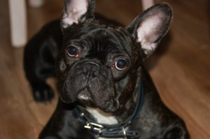 Наш Рэй! Прекрасная порода.