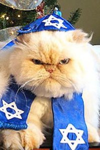 кошачья мудрость