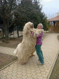 Вот собачки без фотошопа. У нашего соседа тоже такая порода - Командор. Как-то раз на улице лялякали, а он рядом топтался. Наступил мне на ногу, бобо было.