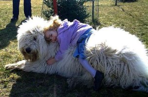 Вот собачки без фотошопа. У нашего соседа тоже такая порода - Командор. Как-то раз на улице лялякали, а он рядом топтался. Наступил мне на ногу, бобо было.