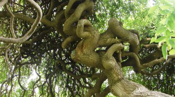 Деревья, которые не увидишь каждый день!