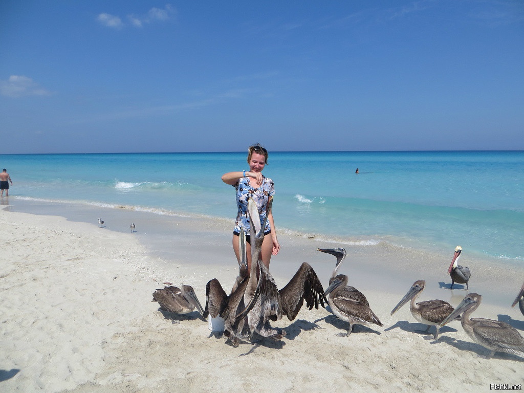 Хорошие птички, даже покормить рыбкой можно (два пива рыбакам=ведро с рыбкой) )))