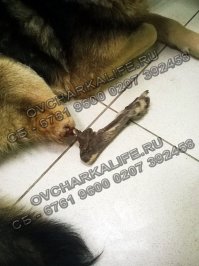 Вот, далеко ходить не надо. Команда помощи овчаркам вчера его с улицы забрала. А ведь люди ходили мимо...