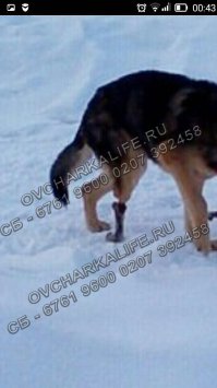 Вот, далеко ходить не надо. Команда помощи овчаркам вчера его с улицы забрала. А ведь люди ходили мимо...