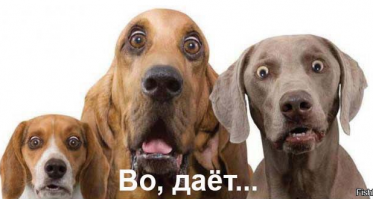 Домики для собак