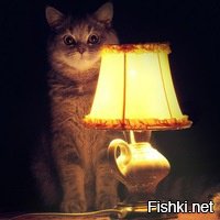 Наблюдал сегодня сцену в троллейбусе - ржал до слез