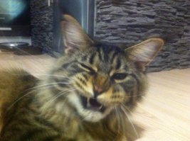 мой кот спрашивает что-то про лампу