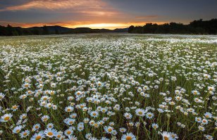 Всем душевной пятницы))
Ромашковые поля, Байдарская долина, Крым.